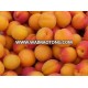 Apricot Kernels from Turkey