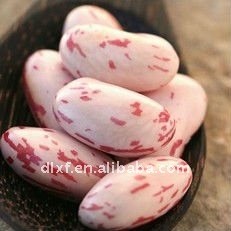 long shape light speckled kidney bean 2016