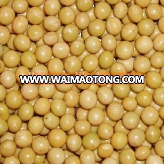 organic soya bean