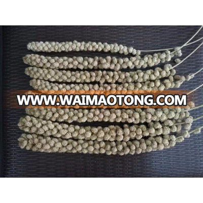 Good quality Yellow or Red millet spray for bird feeding