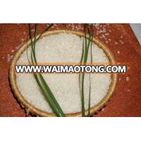 NEW CROP JAPONICA RICE - ROUND RICE